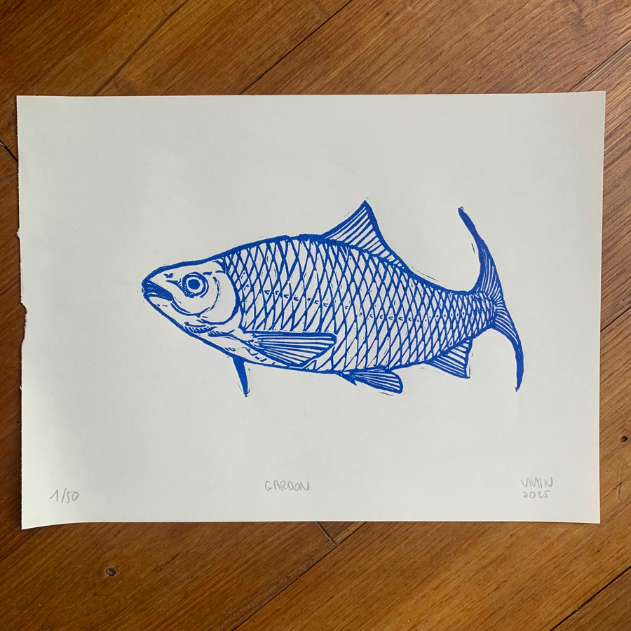 Estampe de gardon, encre typographique bleu cobalt sur papier blanc