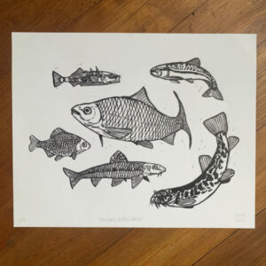 Estampe en noir sur blanc représentant plusieurs poissons d'eau douce