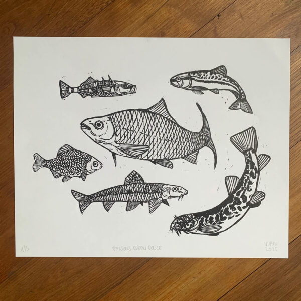 Poissons d'eau douce Estampe en noir sur blanc représentant plusieurs poissons d'eau douce